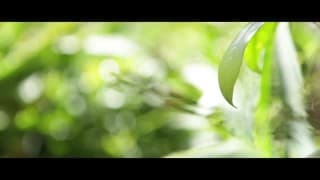 Verifique a sua idade