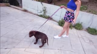 Abella Danger recebe pau grande dentro dela Abella Danger recebe pau grande dentro dela