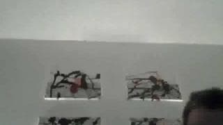 Verifique a sua idade