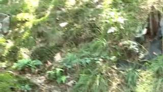 Martin e seus amigos fodem na floresta! Martin e seus amigos fodem na floresta!