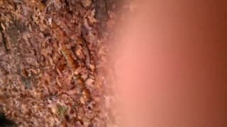 Verifique a sua idade