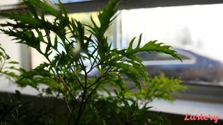 Verifique a sua idade