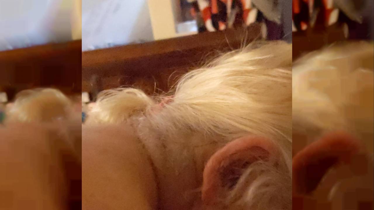 Verifique a sua idade