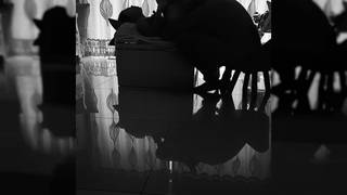 Mulher chinesa fudida na mesa da sala de estar