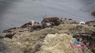 Leana Lovings é fodida com ternura e crudeza em férias!